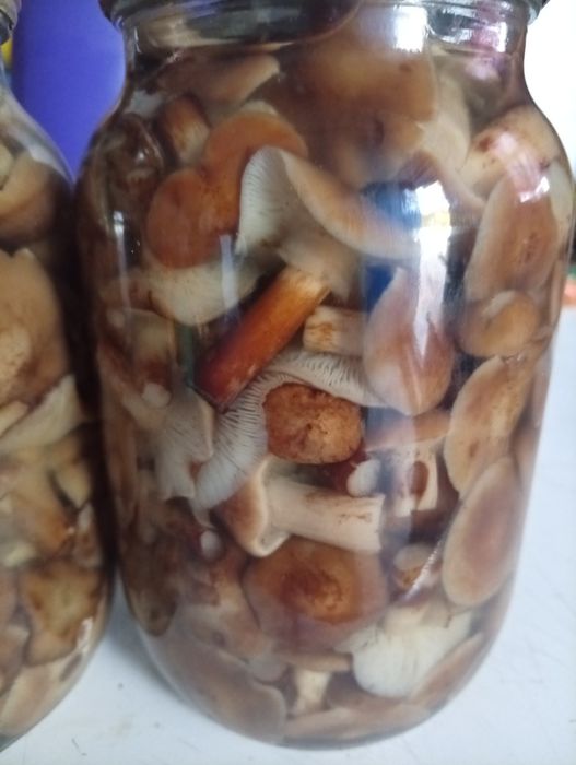 Мариновані грибочки