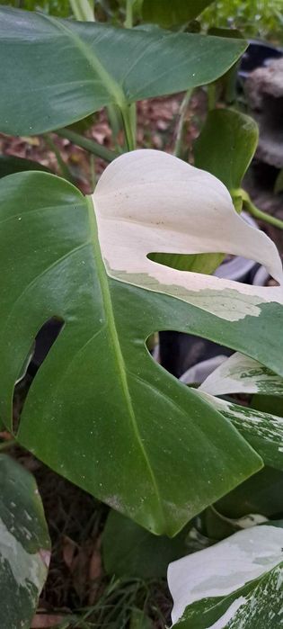 VENDO Monstera variegata envasada