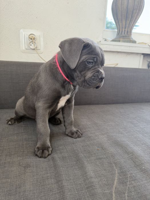 Cane Corso Italiano