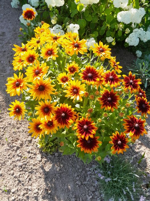Rudbekia nasiona