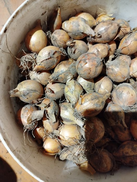 Cebula  / cebula drobna  mniejsza