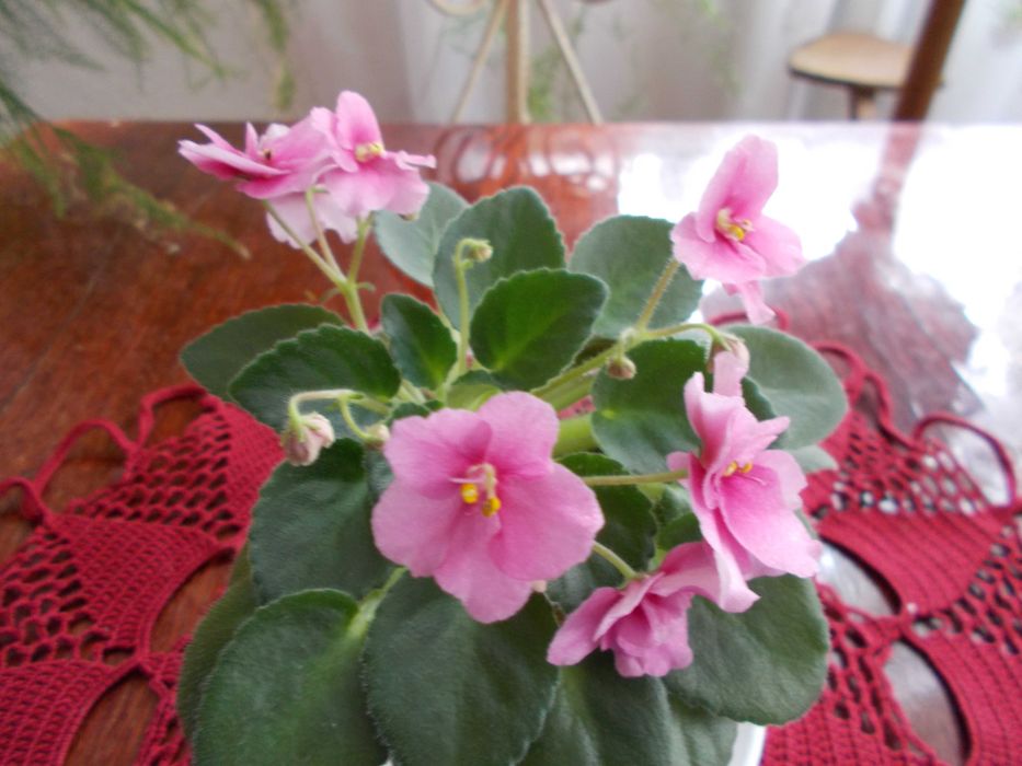 фиалки и мини фиалки более 40 сортов