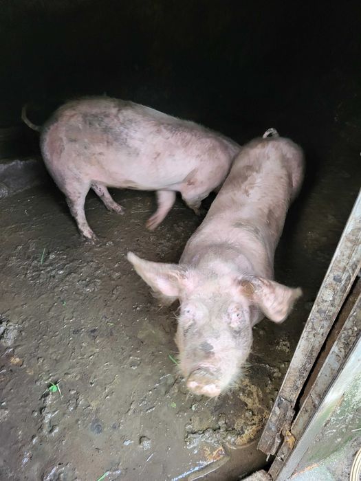 Porco caseiro para venda