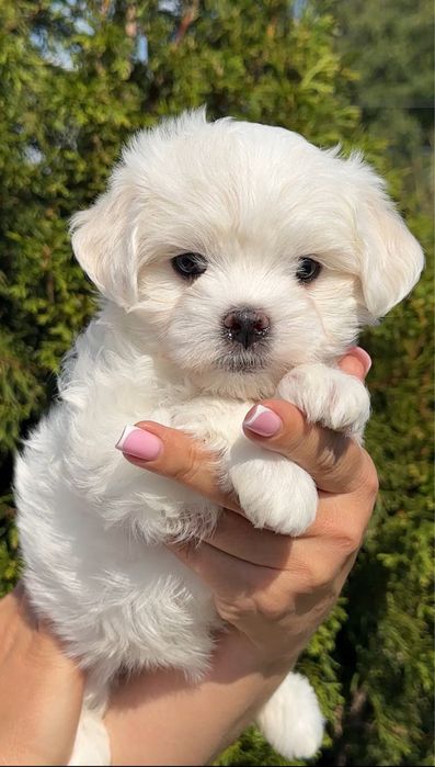 Мальтезе мальчик мини