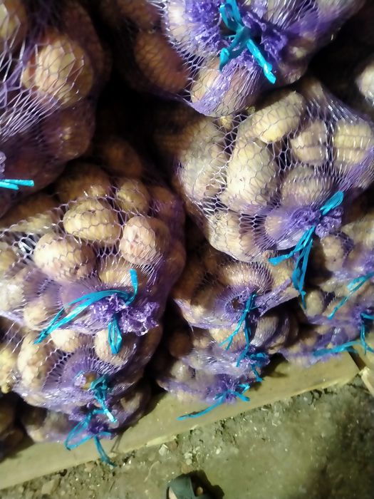 Продам картоплю їстівну і посадкову