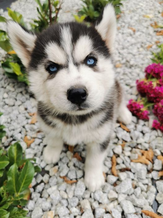 Szczeniaki Syberian Husky ur 25.05  gotowe do odbioru!