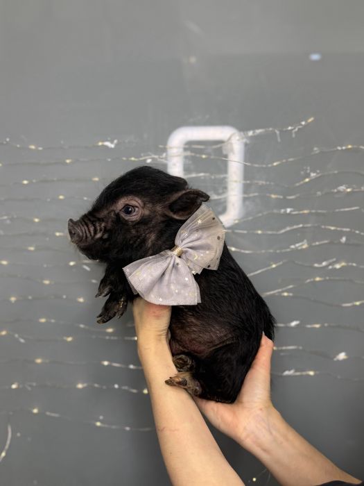 Красунчик міні піг Шварц Піггер