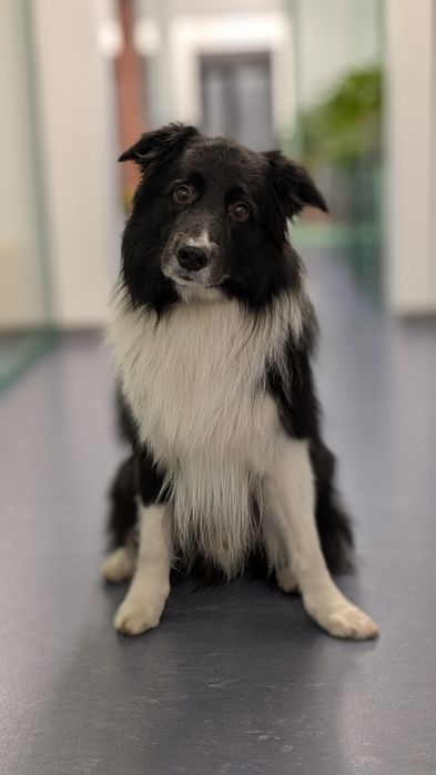 В'язка бордер коллі хлопчик