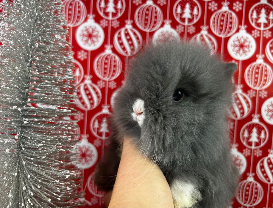 Piękne malutkie karzełki teddy karzełek teddy  mini teddy miniaturowe