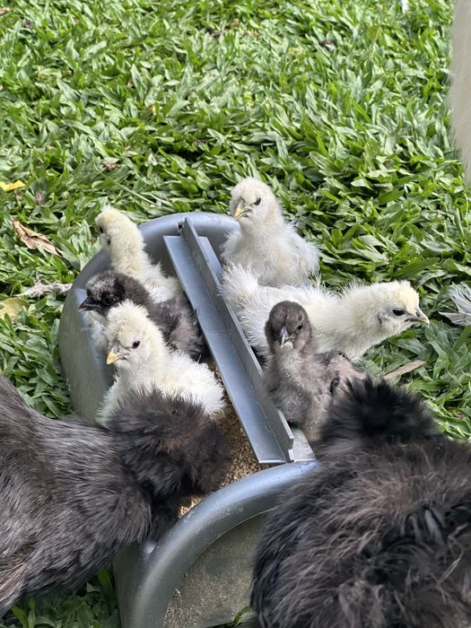 Machos sedosa do Japão
