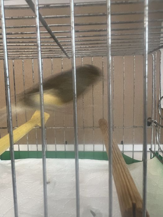 Kanarek Samiec Harceński