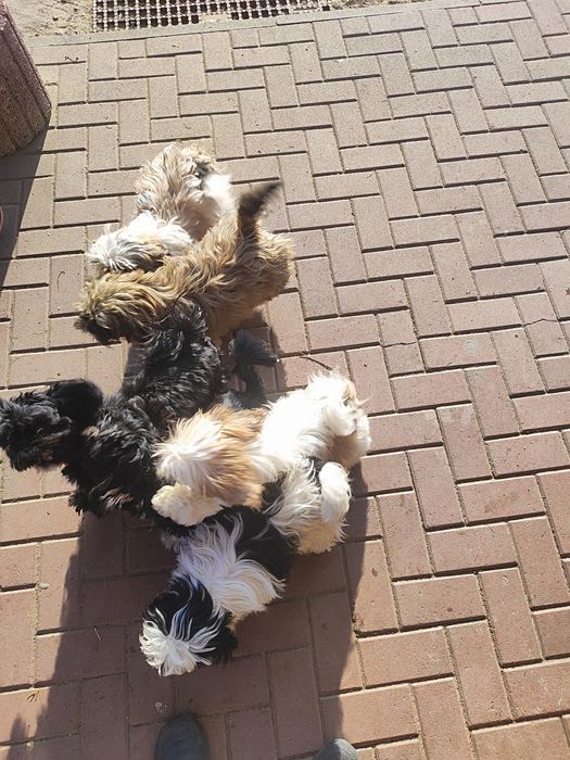 Shih tzu gotowe do odbioru