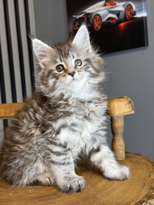 Хлопчик  silver мейн кун