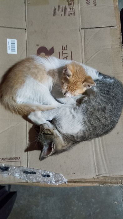 Грайливі кошенята