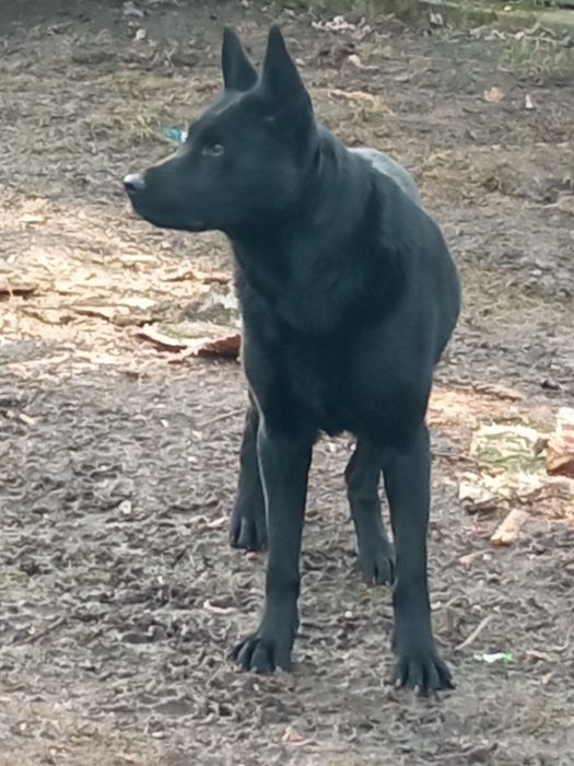 Добра німецька вівчарка на охорону