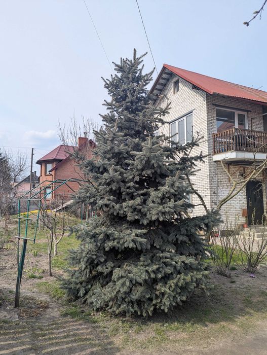 Жива блакитна ялинка 6м