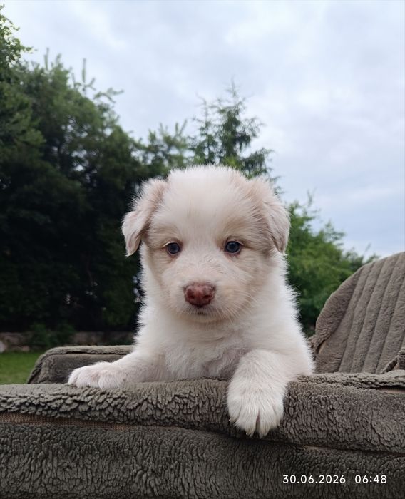Szczeniak Border collie