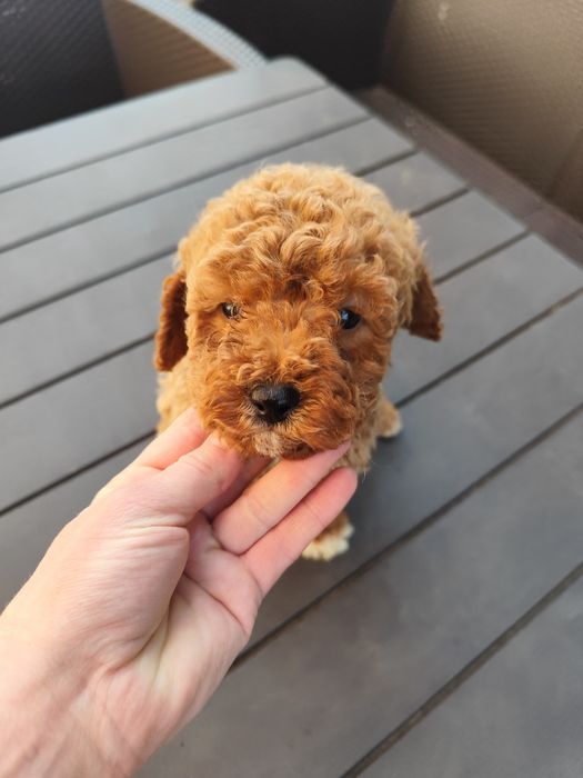 Pudel miniaturowy rudy, red