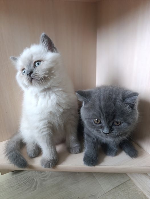 Шотландские  котята классные