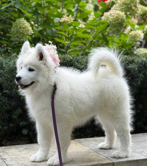 SAMOYED szczeniak suczka ZKwP