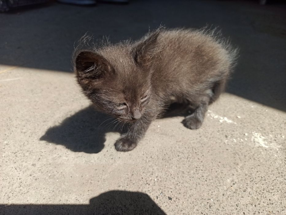 Отдам котят в добрые руки