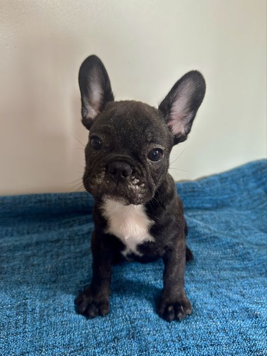 Французький бульдог цуценята