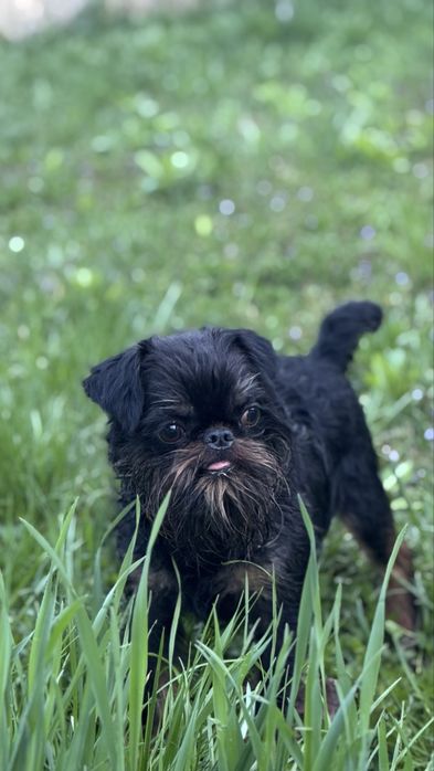 Грифон в пошуку дами серця