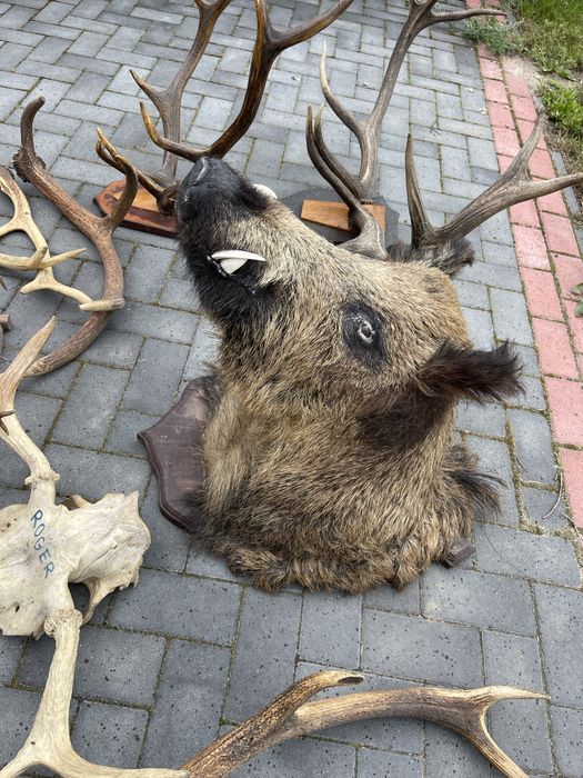 Poroza medalion zrzuty