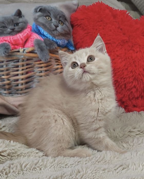 Котик кошенята котята