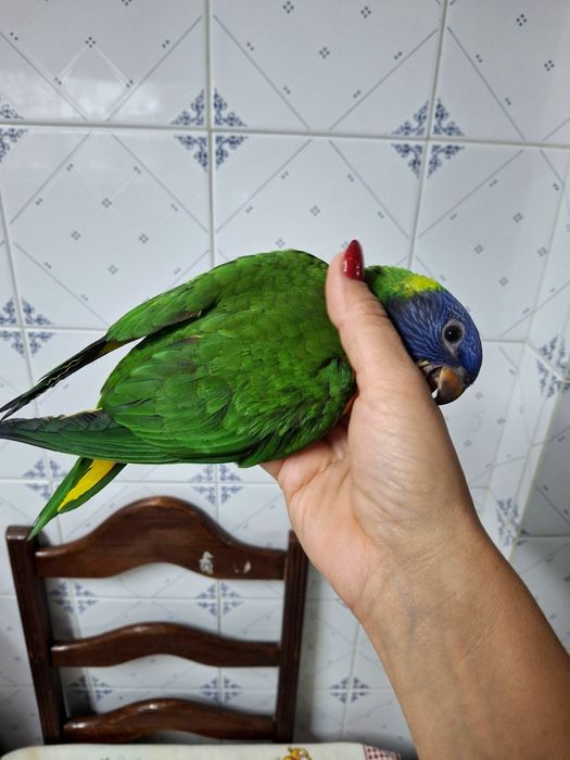 Loris Molucano Jovem