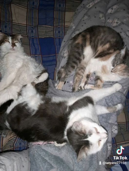 Нужна помощь для животных