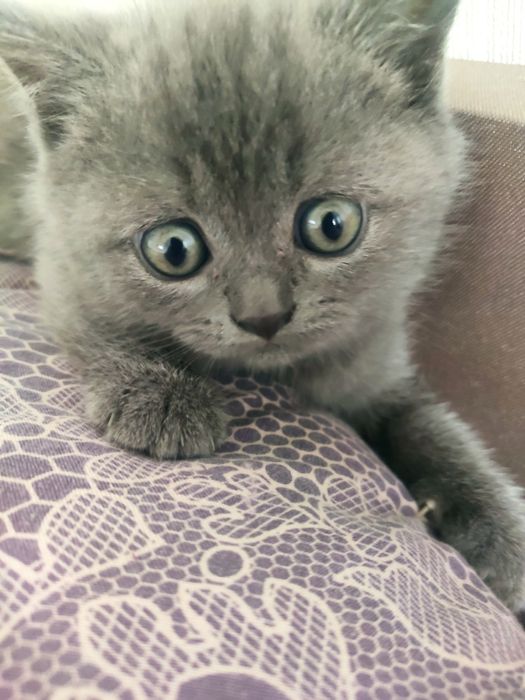Кошеня британка прямовуха