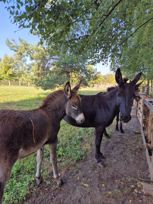 Sprzedam osiołka, paszport, 9 miesięcy