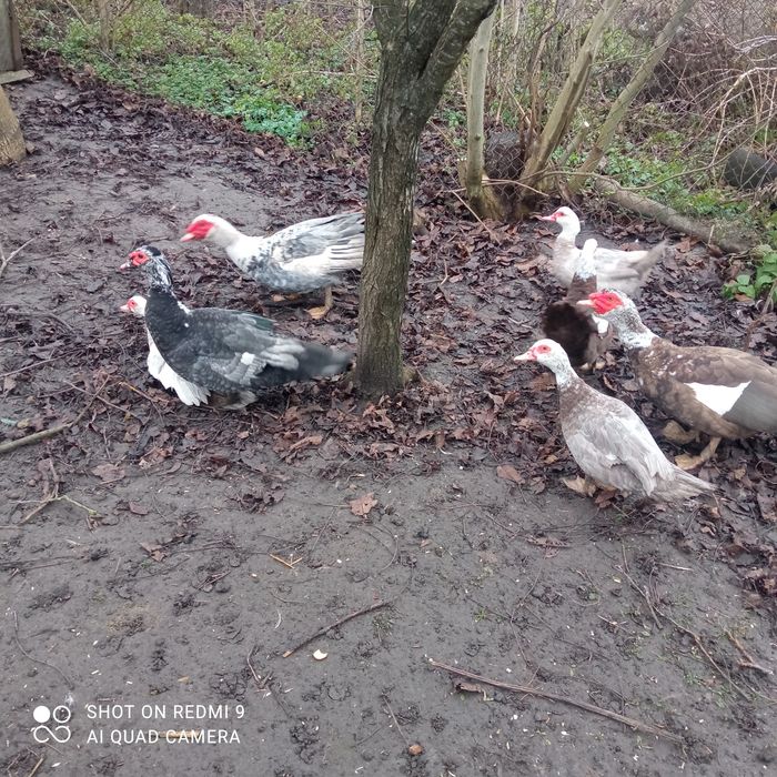 Продам Індокачок та інкубаційні яйця.