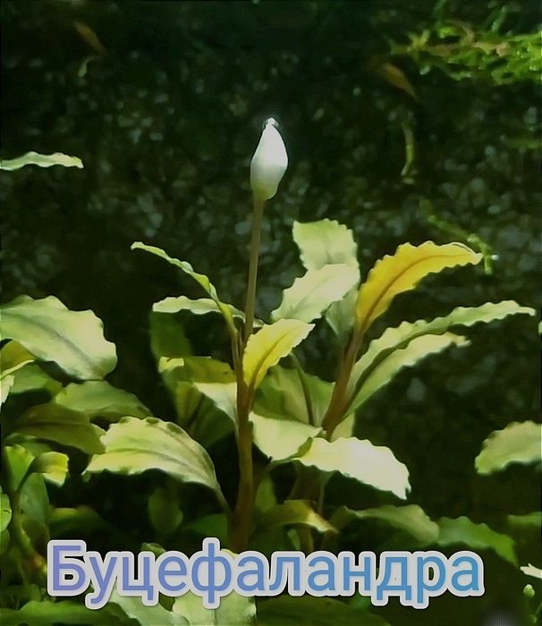 Буцефаландра , рослини
