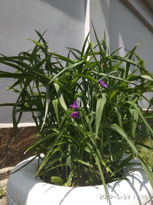 Продам многолетние цветы.