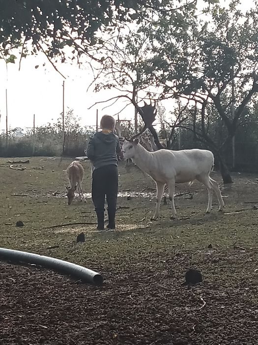 Daniel oswojony młody
