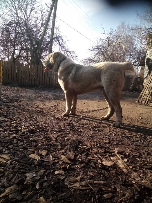 Цуцинята алабая елементні. Вязка