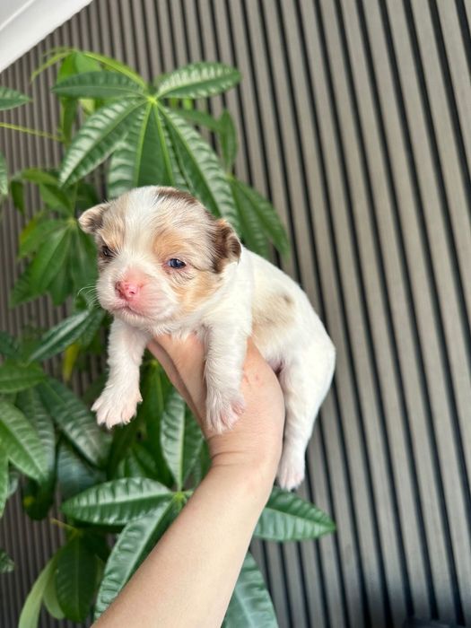 Chihuahua branco e merle menino pêlo longo.  Olhos verdes.