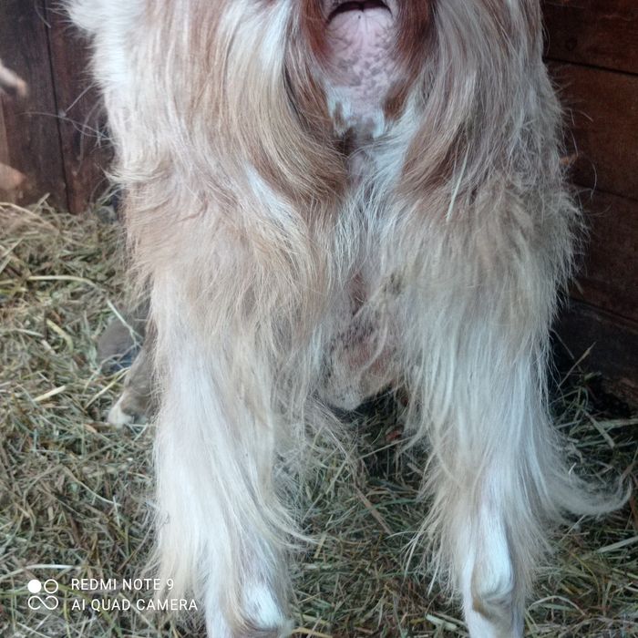 Козел для парування ваших кізочок