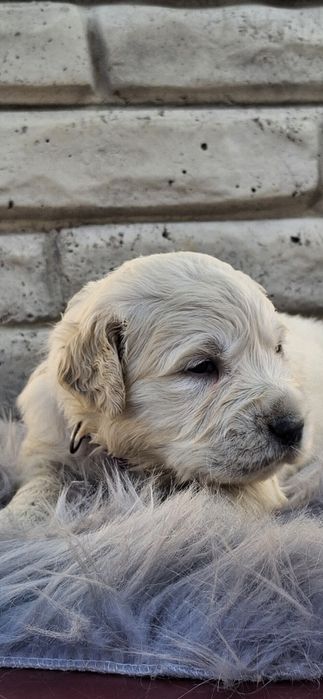 Хлопчик золотистий ретрівер КСУ