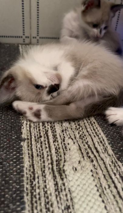 Gatos para adoção responsável
