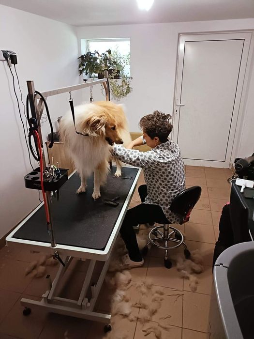 Groomer, psi fryzjer, pielęgnacja, strzyżenie, kąpiel, rozczesywanie.
