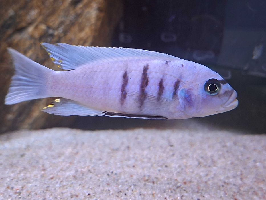 Cynatilapia Hara