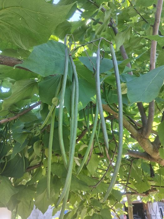 Katalpa/Surmia (catalpa bignonioides)