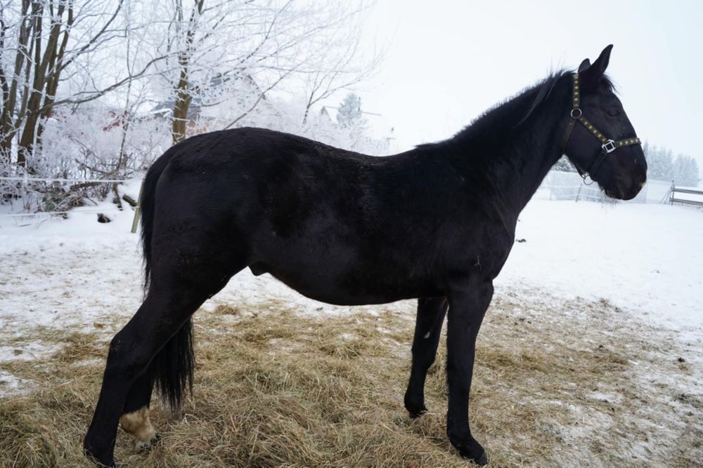 Ogier śląski 2 letni