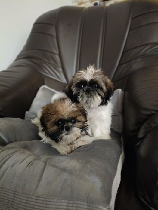 Shih tzu szczeniak suczka