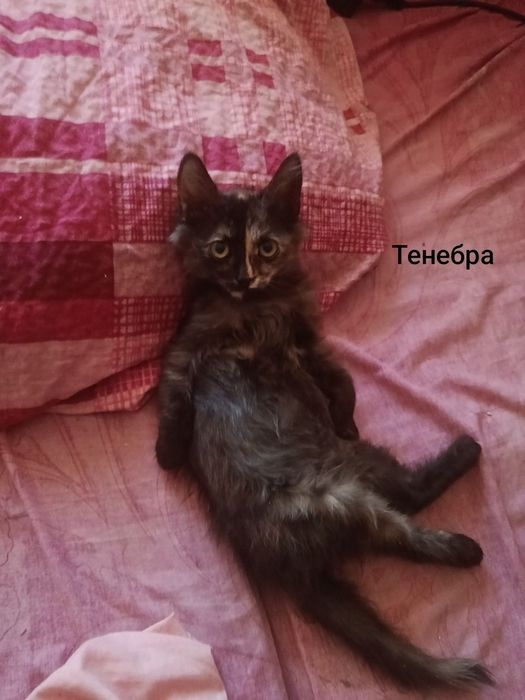 кошенята  стерелізуємо