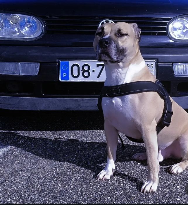 American Staffordshire