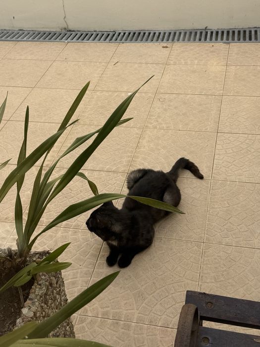 Gato/Gatinho Abandonado